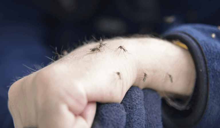 Gambar Nyamuk by Dikursus Network