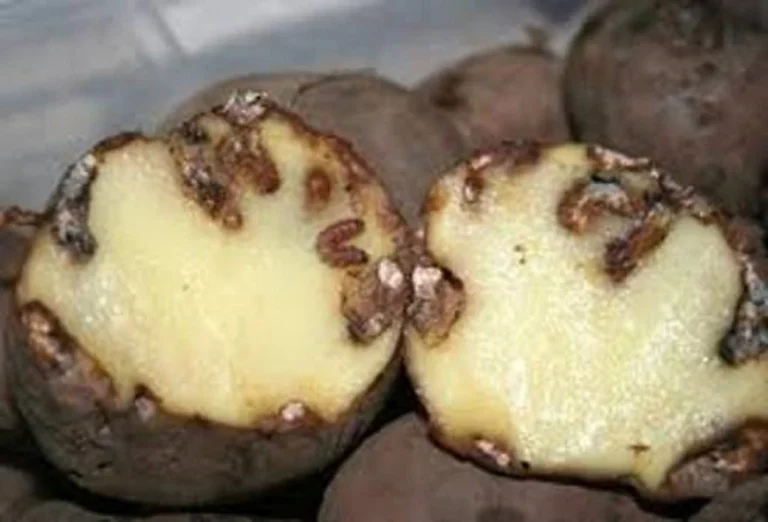 Kutu Daun [ada kentang by Corteva.id