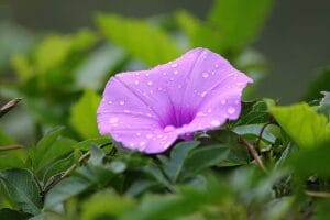 Gambar : Ipomoea by Jandineria