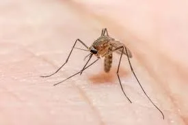 Gambar Aedes Albopictus by Hello Sehat