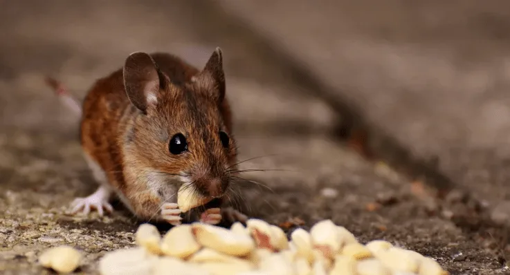 Uji Efikasi Rodentisida by Canva
