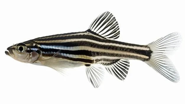 ikan zebra, uji toksisitas, uji toksikologi by freepik