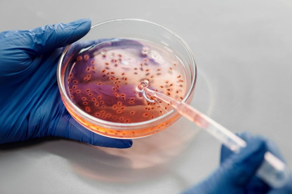 Laboratory close-up of hands in gloves holding a petri dish with pink liquid using a pipette. sensitivity antibiotic testing.