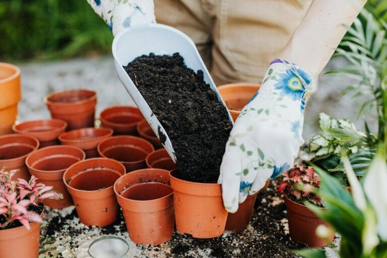 A person wearing gloves fills terracotta pots with soil for planting outdoors. pemupukan.