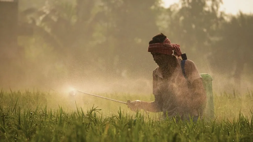 A farmer sprays pesticide in a lush rice paddy in Srikhanda, India, on a sunny day. pesticide eye irritation.