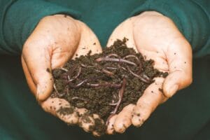 Close-up of hands holding earthworms in fertile soil, symbolizing natural composting. jenis pupuk. types of fertilizer.