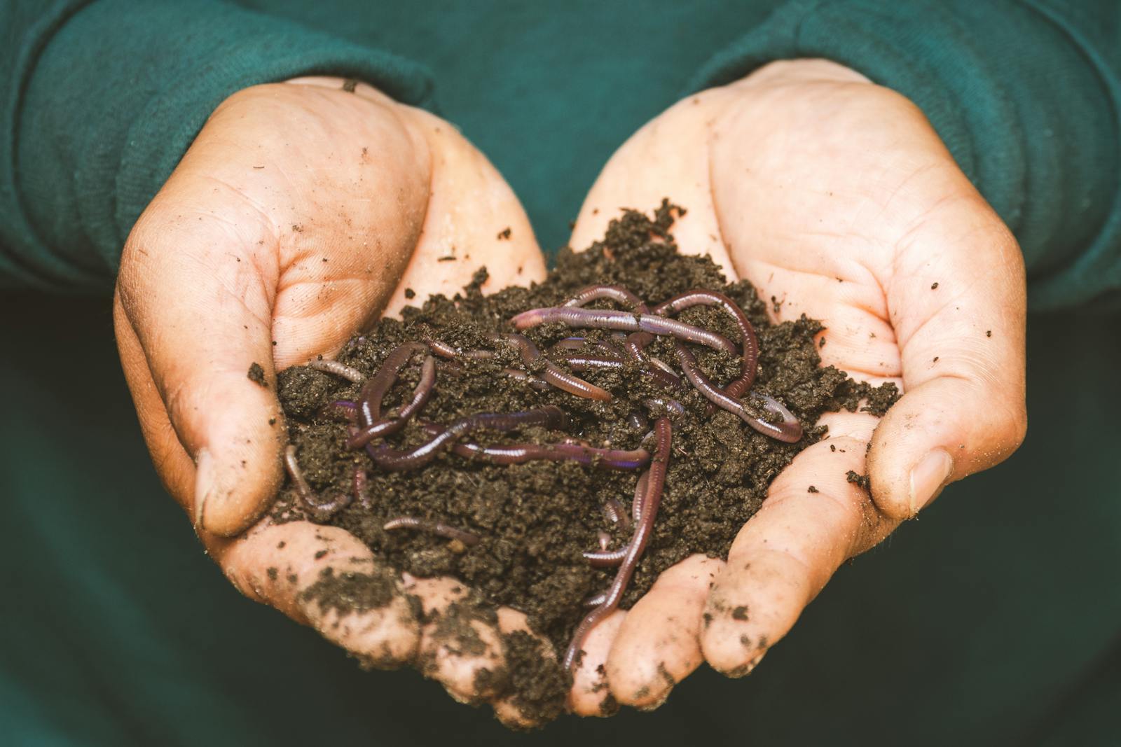 Close-up of hands holding earthworms in fertile soil, symbolizing natural composting. jenis pupuk. types of fertilizer.