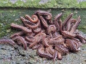 hama kaki seribu. milipede