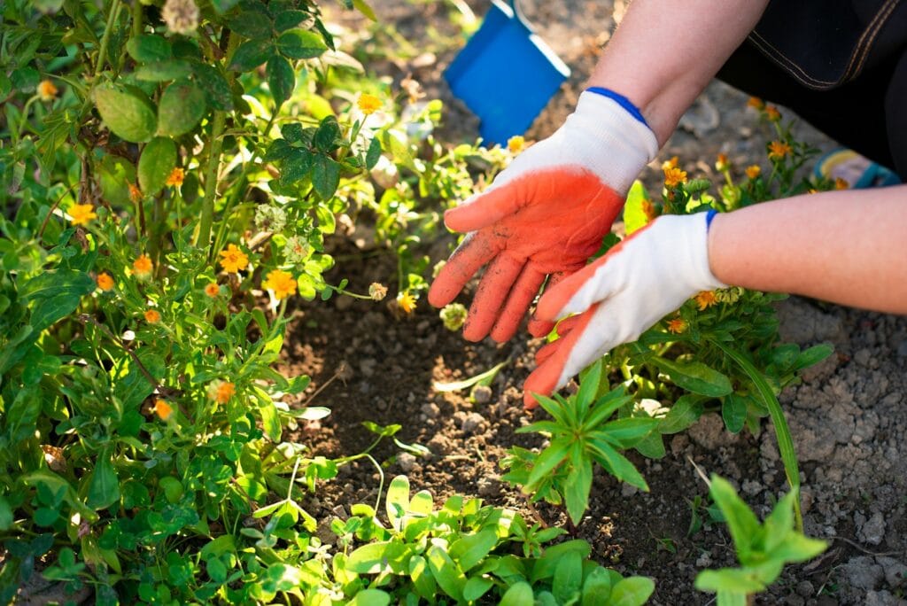 a person wearing gloves and gardening gloves plants in a garden. pupuk organik, pupuk sintesis.