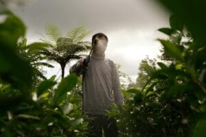 Worker spraying tea plants on a lush plantation in Bali, Indonesia.