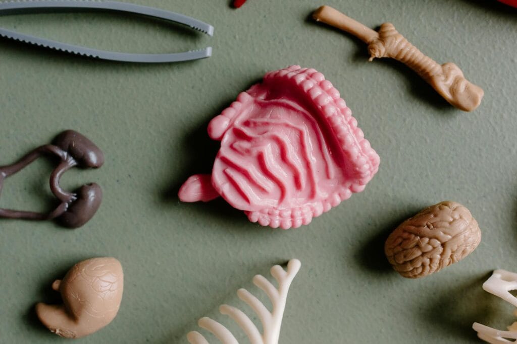 Flat lay of various educational plastic anatomy models including organs and bones for study.