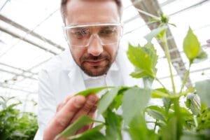 Close up of man gardener in glasses working with green plants in greenhouse