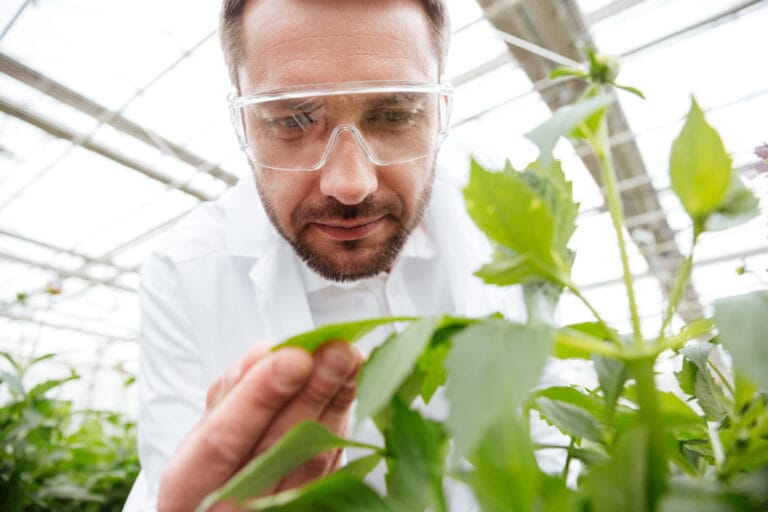 Close up of man gardener in glasses working with green plants in greenhouse