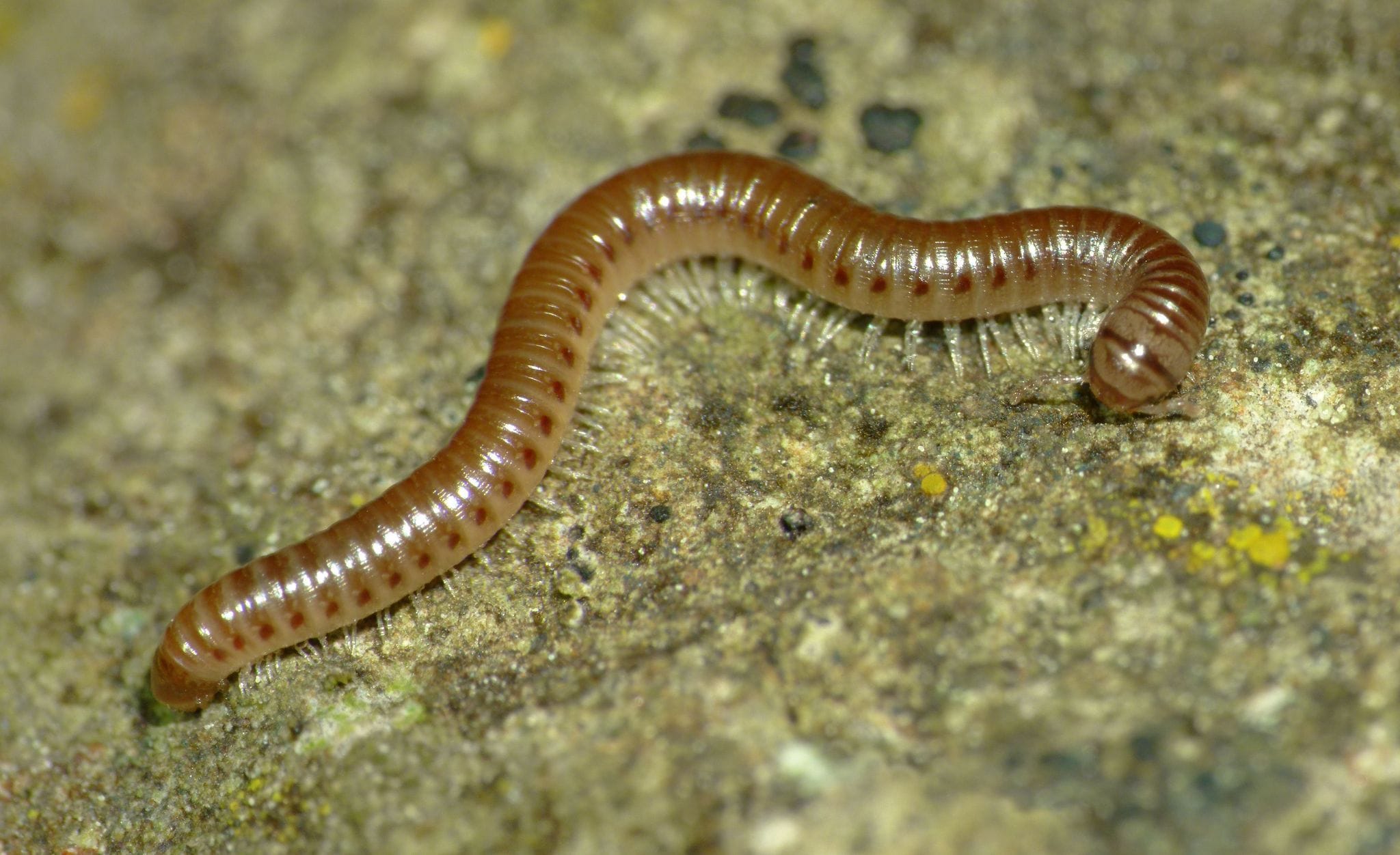 millipede