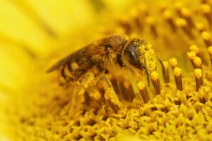 bee pollen