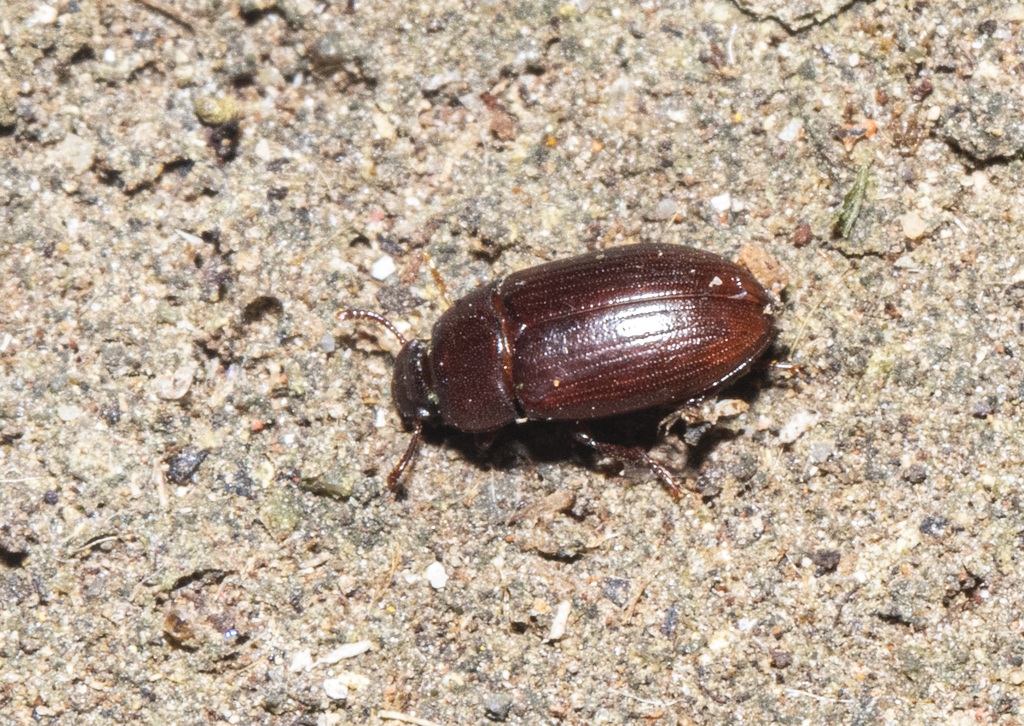 kumbang franku, biopestisida