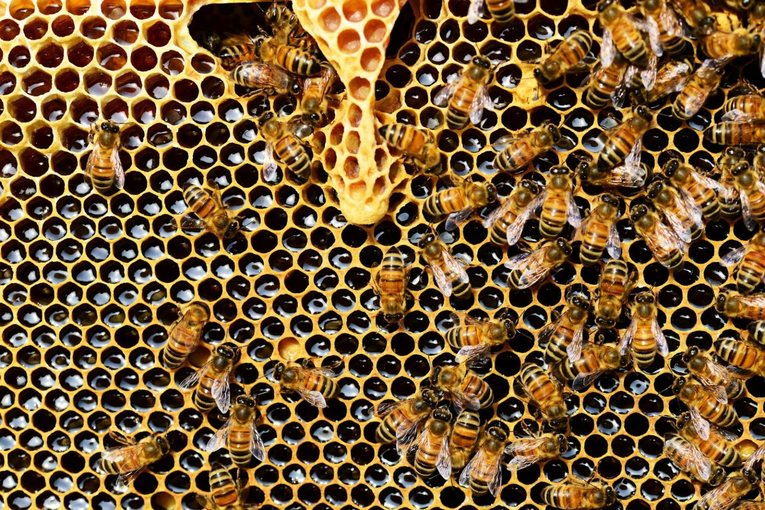 Unexpected! Can Bee Venom Be Used as an Active Ingredient in Cosmetic ...