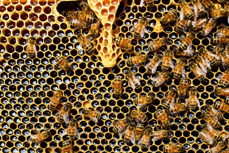 Detailed view of honey bees on a vibrant honeycomb filled with honey in a beehive.