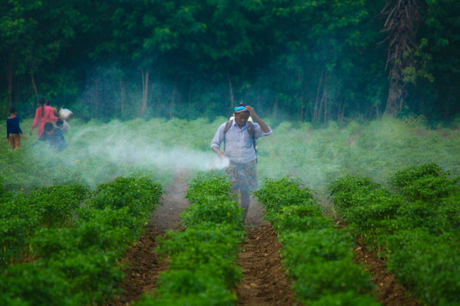 Bait Pesticides or Spray Pesticides: Which One Is Better?