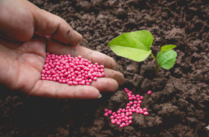 Soil degradation occurs due to the excessive use of synthetic fertilizers.