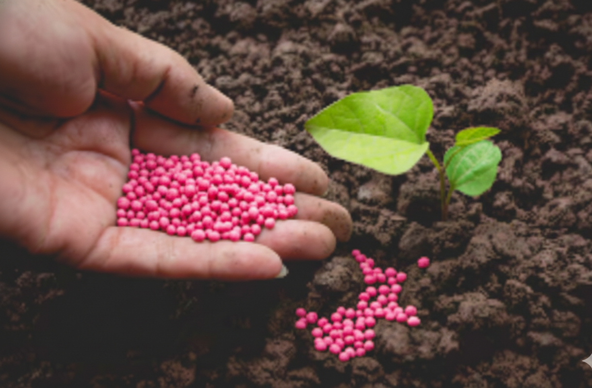Soil degradation occurs due to the excessive use of synthetic fertilizers.