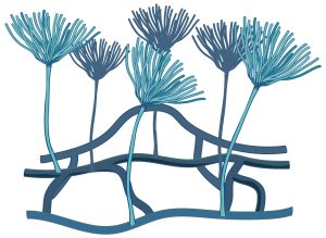 Preventing the Toxicity Level of Aspergillus niger Fungus Around Us