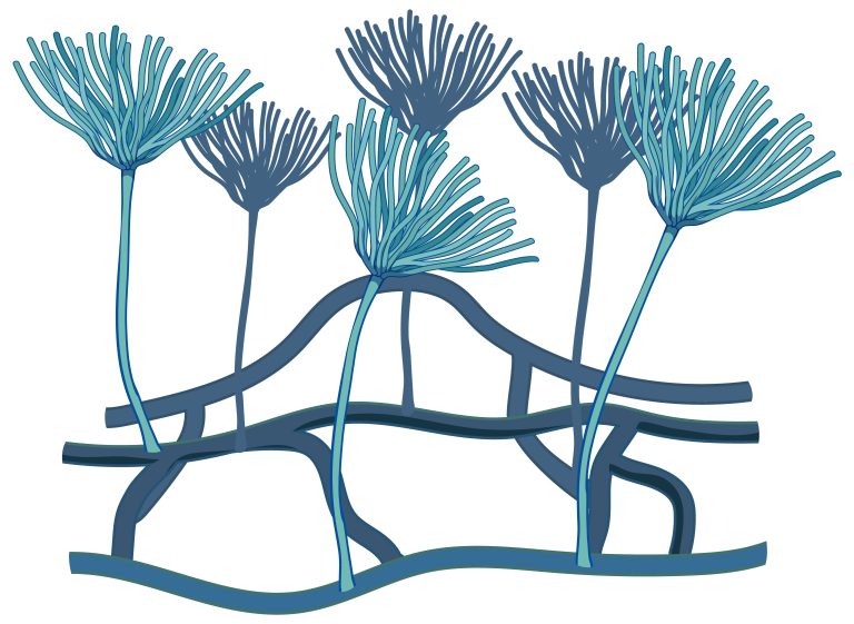 Preventing the Toxicity Level of Aspergillus niger Fungus Around Us