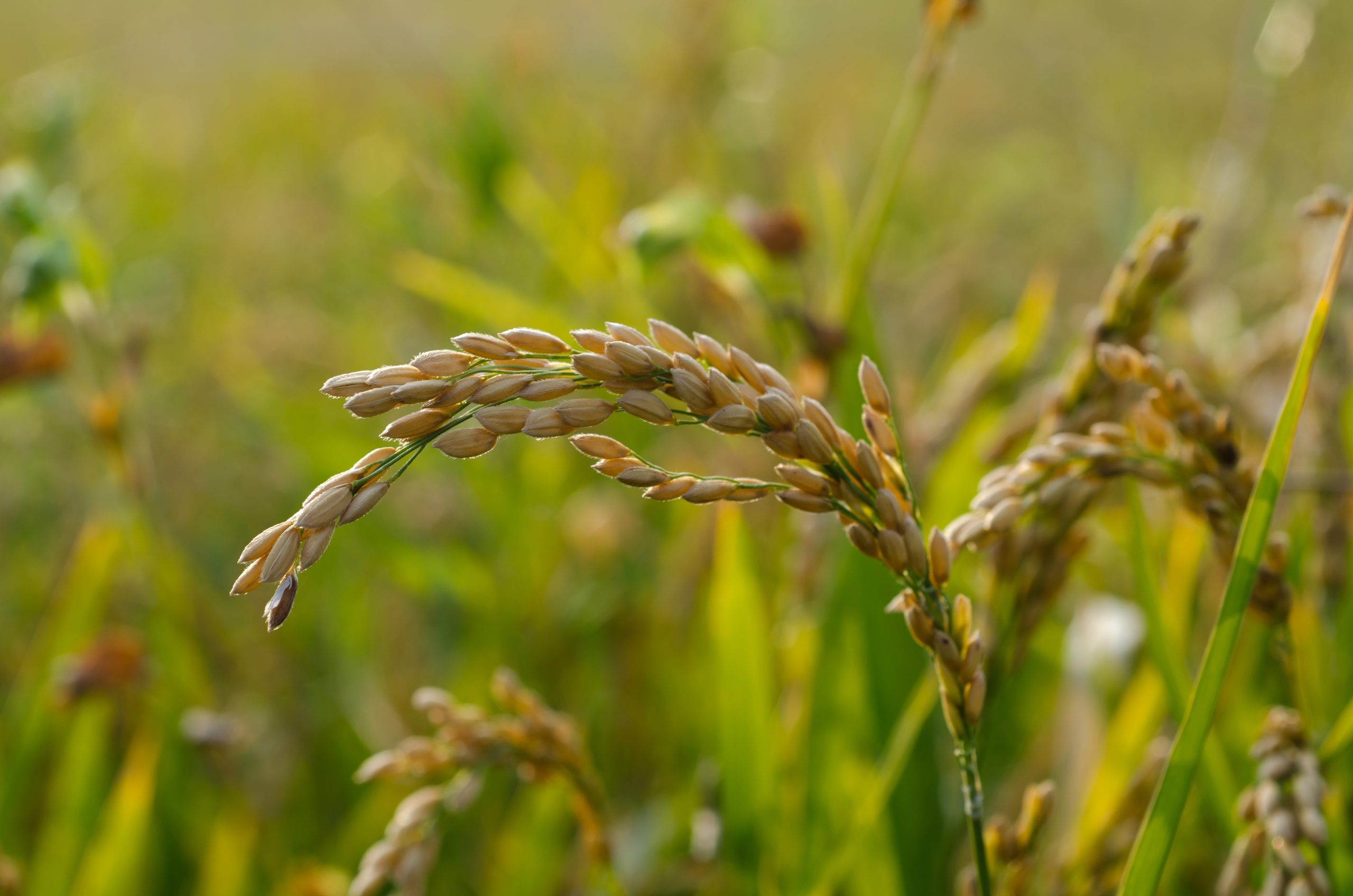 Rice fertilization can be applied in various ways, and each method affects the yield