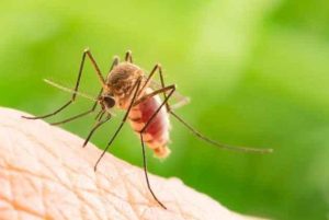The Culex quinquefasciatus Mosquito and the Importance of Testing the Efficacy of Mosquito Repellent Drugs
