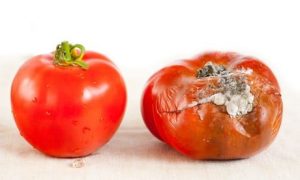 Mengenal Bahaya Bacillus cereus pada Pangan dan Cara Mengendalikannya