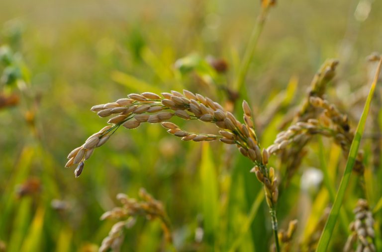 5 Ways to Assess Herbicide Effectiveness in Weed Control