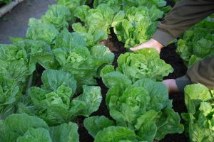 The Health Impacts of Pesticide Residues: Risks You Should Be Aware Of