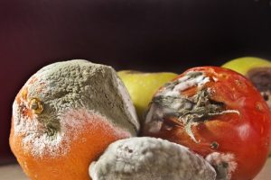 Mengungkap Aktivitas Antijamur dengan Poisoned Food Technique