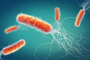 What Makes Pseudomonas aeruginosa Dangerous to Humans?